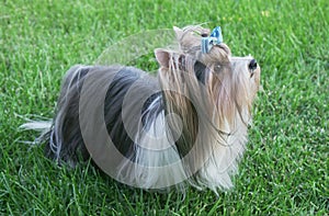 Beautiful male dog breed Beaver Yorkshire terrier with bow on a green lawn