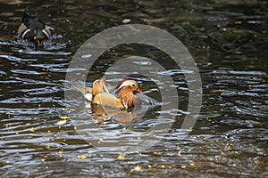 Beautiful male duck, Mandarin Duck, Aix galericulata in Bali Bird Park, Indonesia