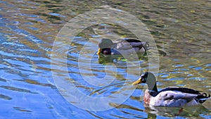 Beautiful male ducks swimming in water