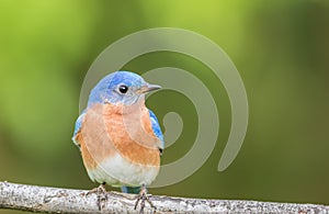 Beautiful male Eastern Bluebird perched green background