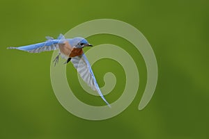Male Eastern Bluebird flies to nesting box photo