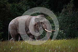 beautiful of male elephant with ivory in khaoyai national park ,khao yai is one of most important wildlife habitat in south east