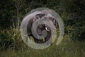 beautiful of male elephant with ivory in khaoyai national park ,khao yai is one of most important wildlife habitat in south east