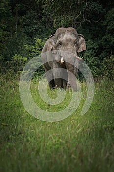 beautiful of male elephant with ivory in khaoyai national park ,khao yai is one of most important wildlife habitat in south east