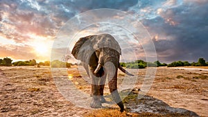 A beautiful male elephant at sunset in Savute, Botswana.