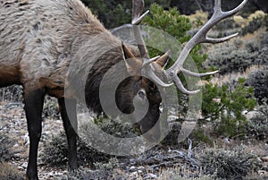 Beautiful male elk close up portrait