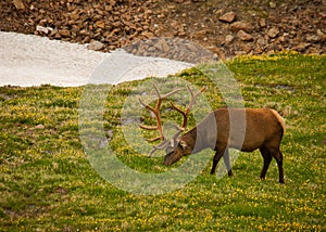 Elk Grazing on the Tundra photo