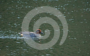 Male Eurasian teal, Anas crecca. Blackford Pond, Edinburgh