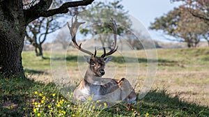 Beautiful male fallow deer lying down in the shadow of a tree in the Amsterdamse waterleidingduinen in the Netherlands.