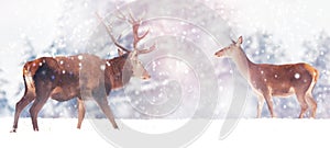 Beautiful male and female deer in the snowy white forest. Noble deer Cervus elaphus. Artistic Christmas winter image. Winter wo