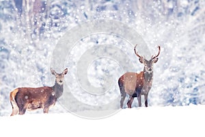 Beautiful male and female noble deer in the snowy white forest. Artistic Christmas winter image. Winter wonderland.