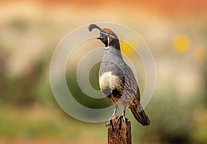 Gambel`s Quail