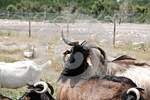 Beautiful male goat with gorgeous horns