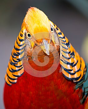 Beautiful Male Golden Pheasant Bird