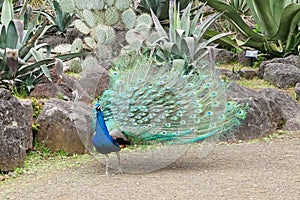 Beautiful male green Peafowl during fanninf his  beautiful blossomed tail