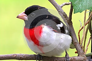 Beautiful male grosbeak with very red chest