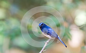 Beautiful male Hainan Blue Flycatcher (Cyornis concreta) on bran