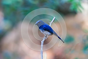 Beautiful male Hainan Blue Flycatcher Cyornis concreta on branch