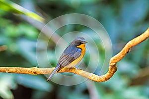 Beautiful male of Hill Blue Flycatcher Cyornis banyumas on branch in Doi inthanon Chiangmai Thailand