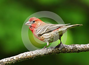 Beautiful Male House Finch