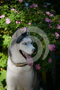 Beautiful male husky in the bushes of flowering spring rosehip