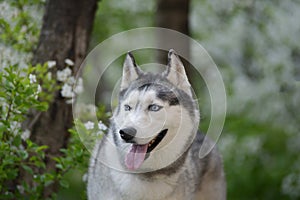 Beautiful male husky in the bushes of flowering spring white