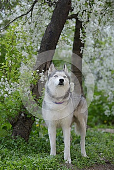 Beautiful male husky in the bushes of flowering spring white