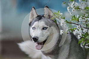 Beautiful male husky in the bushes of flowering spring white