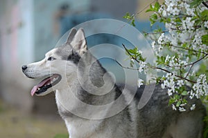 Beautiful male husky in the bushes of flowering spring white