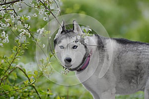 Beautiful male husky in the bushes of flowering spring white