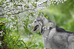 Beautiful male husky in the bushes of flowering spring white