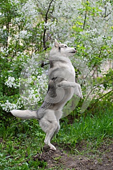 Beautiful male husky dog breed stands on rear lapotna amid flowers