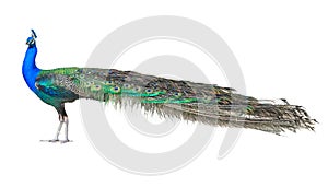 Beautiful Male Indian Peacock Isolated On White Background