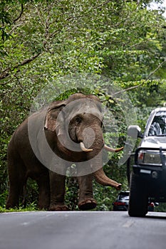 beautiful male ivory elephant in KhaoYai National Park, one of the most important natural sanctuaries in Thailand