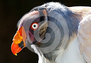 Hermoso masculino el rey buitre pájaro 