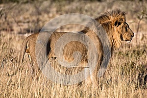 Beautiful male lion at etosha national park