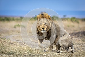 Beautiful male lion with flies on his face getting up in Masai Mara in Kenya