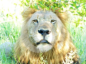 A beautiful male lion proudly staring at the camera in the Kruger National Park