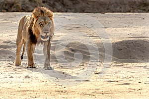 beautiful male lion in Zambia