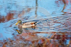 Beautiful male Mallard duck swimming in a pond reflecting Autumn colors