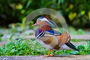 Beautiful male Mandarin Duck