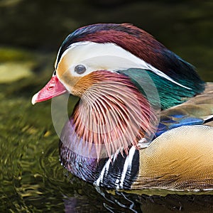 Beautiful male Mandarin Duck (Aix galericulata)