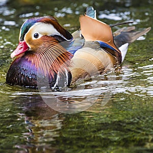 Beautiful male Mandarin Duck (Aix galericulata)