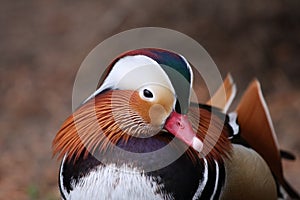 beautiful male mandarin duck portrait with its wonderful feathers