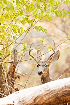 Beautiful Male Mule Deer in Woods