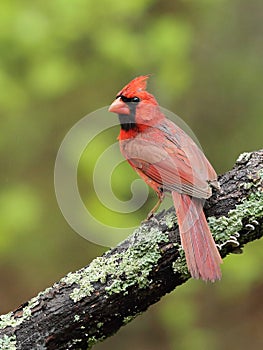 Beautiful male northern cardinal