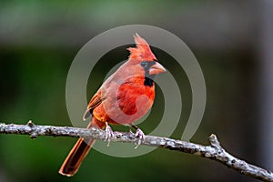 Beautiful male northern cardinal perched on a tree branch.