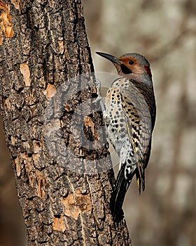 Beautiful male northern flicker