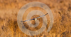 Beautiful male northern harrier - Circus hudsonius - marsh hawk, grey or gray ghost