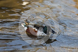 Male Northern shoveler